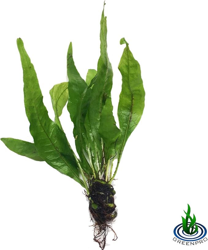 | The Aquarium Plants Package Decoration Micro Sword Anubias Amazon Sword Java Fern Moss Crypt Value Pack
