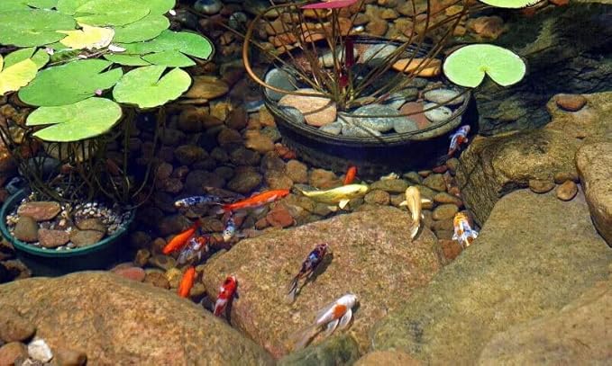 Koi 7/16" x 5/32" 28% Protein Floating Sticks for Koi, Goldfish, All Pond Fish, All Aquatic Turtles...WL 2-lbs 6oz Lg Jar