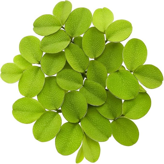 Salvinia Minima 65 + Leaves Live Floating Pond Aquarium Plant Freshwater Tanks Ponds Aquascapes Water Gardens Natural Water Filtration Purifier Easy Care Fast Growing Natural Shade Cover Betta Shrimp