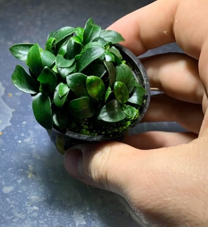 Marcus Fish Tanks Anubias Nana Petite Live Aquarium Plants Potted Freshwater Auatic Plant