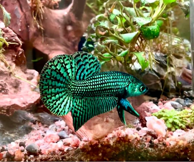 D&A Tropical Live Fish-1 Male Wild Betta Alien Live Fish- Live Betta Fish for Pond, Fish Tank or Aquarium, Live Fish Freshwater (Green Moscow)