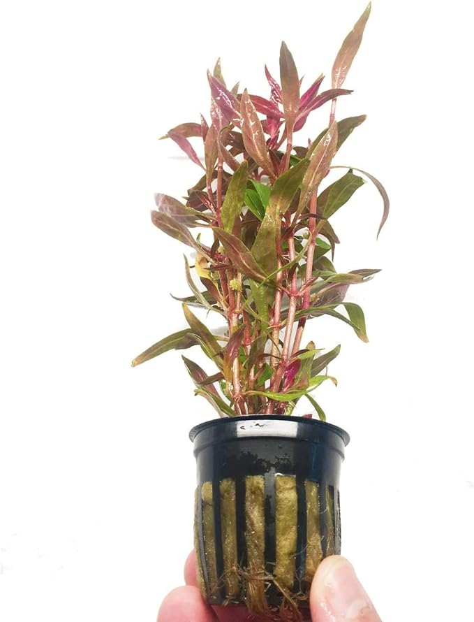 Alternanthera Rosaefolia Potted Background Easy Live Aquarium Plant Decorations BUY2GET1FREE