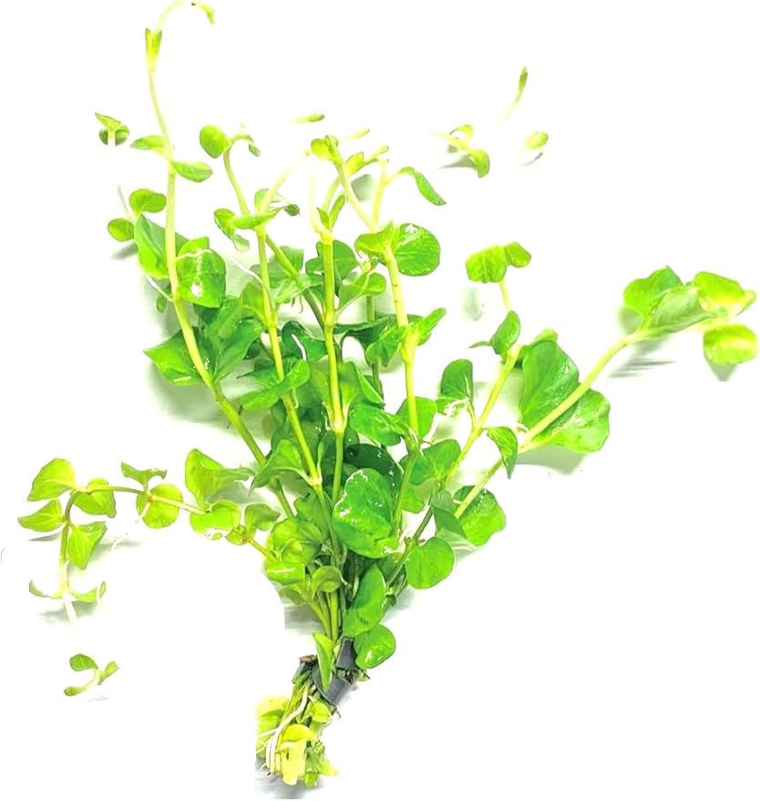 Marcus Fish Tanks Golden Lloydiella Creeping Jenny Lysimachia nummularia Aurea Live Aquarium Plants Buy 2 Get 1