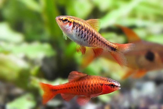 Community Fish Ultra Red Color Enhancing 1.5mm-2mm Floating Pellets. Color Enhancing in 10-Days for All Community Fish…8oz Small Jar