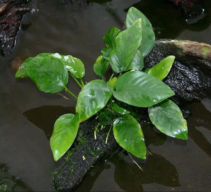 Potted Anubias Plants | Live Freshwater Aquatic Plants for Aquariums and Terrariums - Low Light, Low Maintenance (Anubias Barteri, 1, Count)