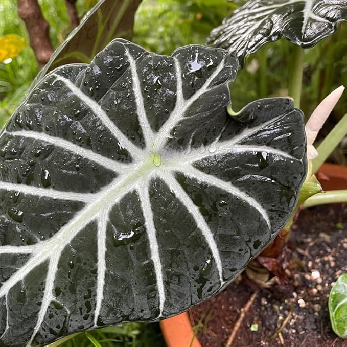 Pack 2 Black Velvet Alocasia Live Plant for Planting, Indoor Houseplant Alocasia Plant Live, 5 to 7 Inc Tall, Bare Root, Alocasia Colocasia Taro Plant for Ornamental Plants
