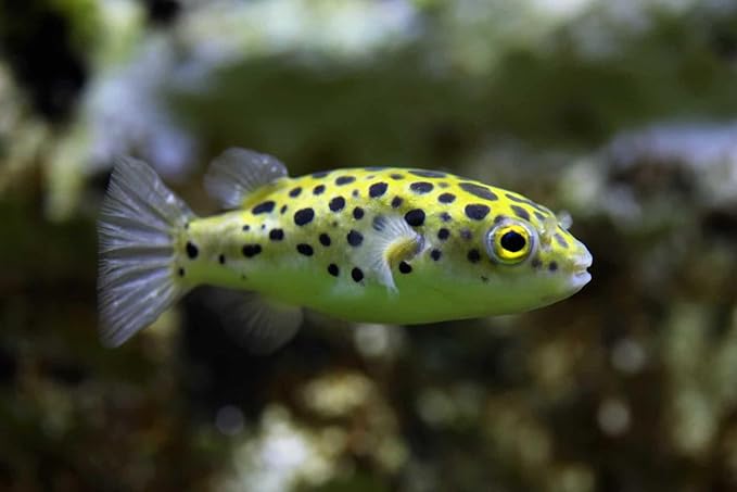 Leopard Puffer 1 inch Pack of 3 Live Aquarium Fish. Active, Colorful, and Ideal for Community Aquariums. Easy to Care for, These Freshwater Fish Thrive alongside Other Species.