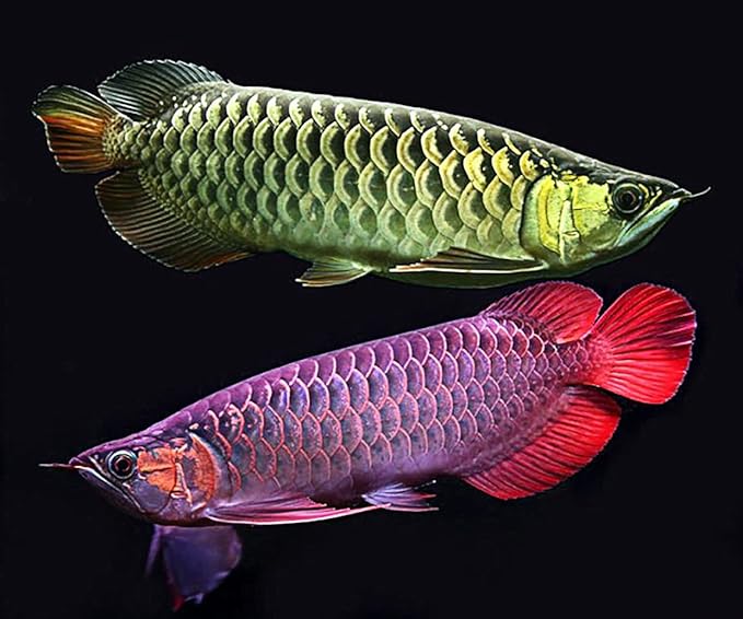 Carnivorous Arowana Fish Food High Protein 55% Tropical Fish Oscar & Pleco Catfish Fish Feed Floating Pellet 100 g. Astaxanthin Color Enhancing Nutritious for Growth Fast, BUILD BODY MUSCLE & SKELETON