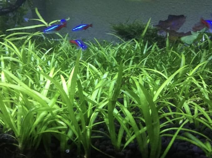 15x Dwarf Sagittaria Subulata Dwarf Sag Live Aquarium Plants Aquatic Carpet Plant Buy 2 GET 1FREE