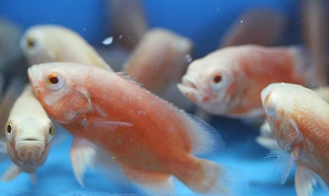 Albino Red Oscar Cichlid 2" Live Tropical Fish for Tank or Aquarium Live Fish