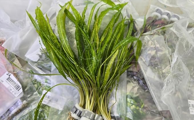 Swimming Creatures™ Live Aquarium Plants (10 Species Bundle)