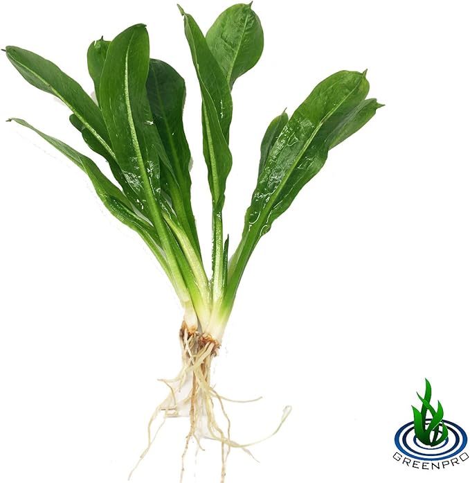 | The Aquarium Plants Package Decoration Micro Sword Anubias Amazon Sword Java Fern Moss Crypt Value Pack