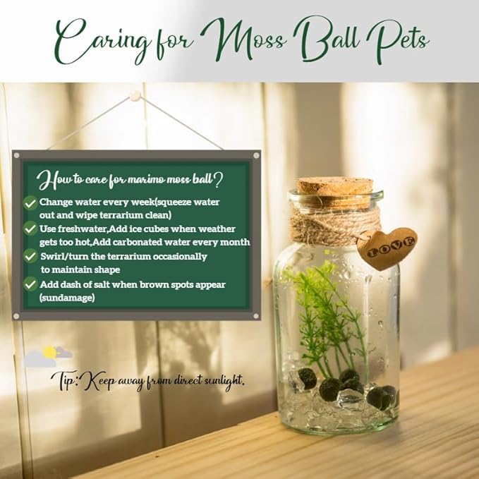 Moss Balls Glass Terrarium Kit,7 Pcs Lucky Moss Balls Pets,White Crystal,Artificial Plants,Aquarium Decor DIY Starter with Moss for Adults and Kids, Green Decor