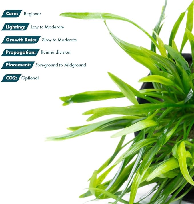 SubstrateSource Cryptocoryne Live Aquarium Plants - Freshwater Plant for Aquariums, Planted Fish Tanks - Beginner Friendly (Lucens, 1 Pot (3-5 Plants))