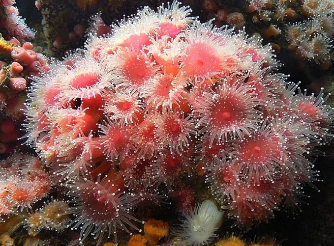 Pacific Plankton - Freeze Dried Small Floating Plankton for All Tropicals, Marines, Corals, Anemones, Koi & Pond Fish, Cichlids, Aquatic Turtles…1.5oz Small Jar