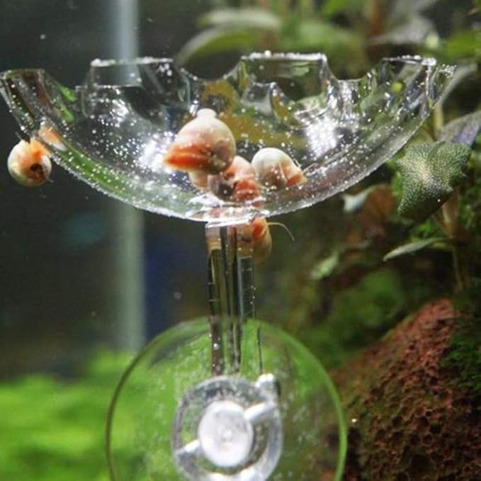 POPETPOP 2Pack Shrimp Feeding Dish-Shrimp Feeder,Shrimp Bowl Aquarium Transparent Feeder Container with Suction Cup Fish Tank Feeding Dish