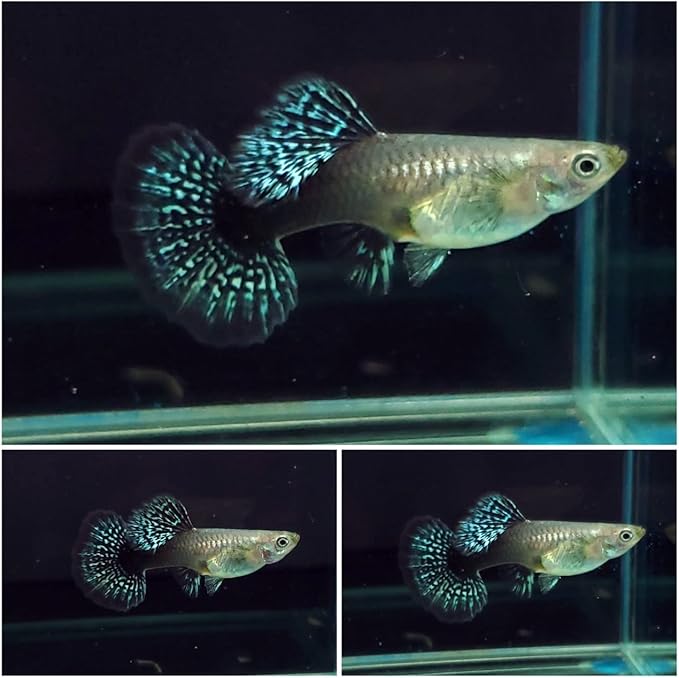 D&A Tropical Live Fish - Blue/Green Dragon Indo Mosaic Guppy, Male & Female Live Fish for Aquarium, Freshwater (1 Male)