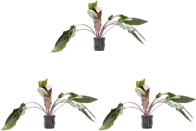 SubstrateSource Cryptocoryne Live Aquarium Plants - Freshwater Plant for Aquariums, Planted Fish Tanks - Beginner Friendly (Undulatus Hybrid, 3 Pots (15-20 Plants))