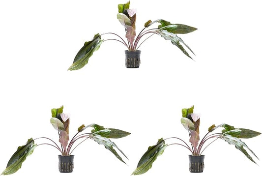 SubstrateSource Cryptocoryne Live Aquarium Plants - Freshwater Plant for Aquariums, Planted Fish Tanks - Beginner Friendly (Undulatus Hybrid, 3 Pots (15-20 Plants))