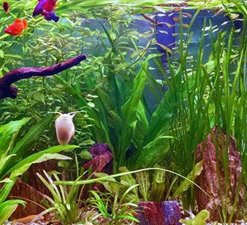 Mainam Echinodorus Amazonicus Amazon Sword Plant Bundle Tall Live Aquarium Plants Freshwater Background Fish Tank Decorations