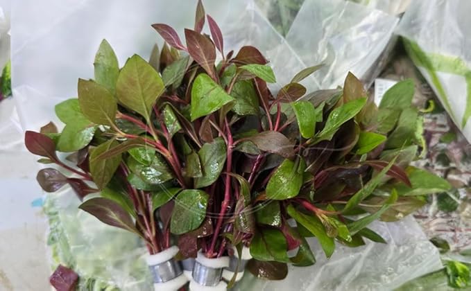 Swimming Creatures™ Live Aquarium Plants (10 Species Bundle)