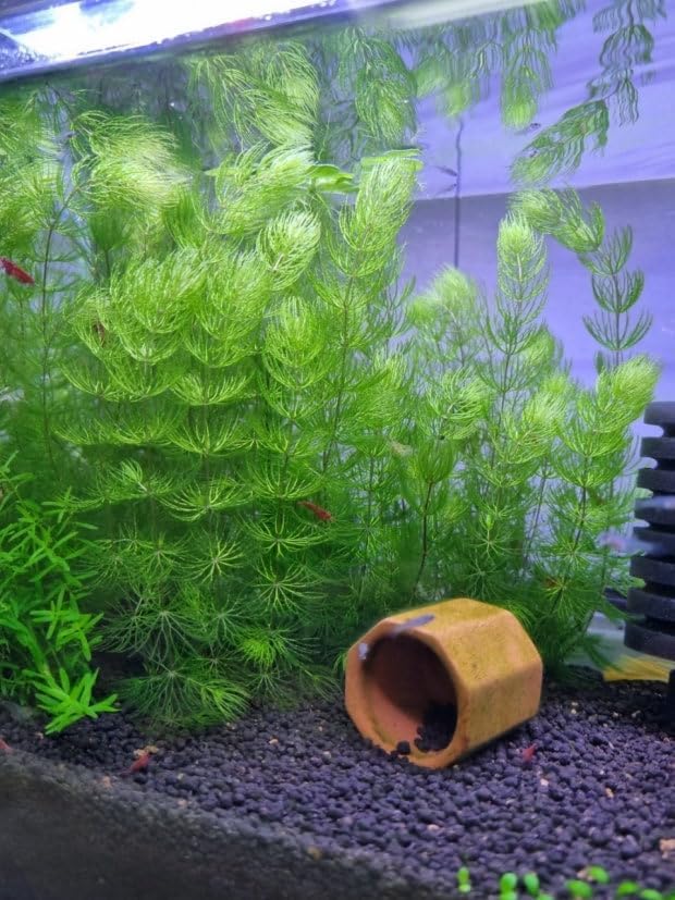 Swimming Creatures™ Live Aquarium Plants (1 X-Large Bunch Hornwort)