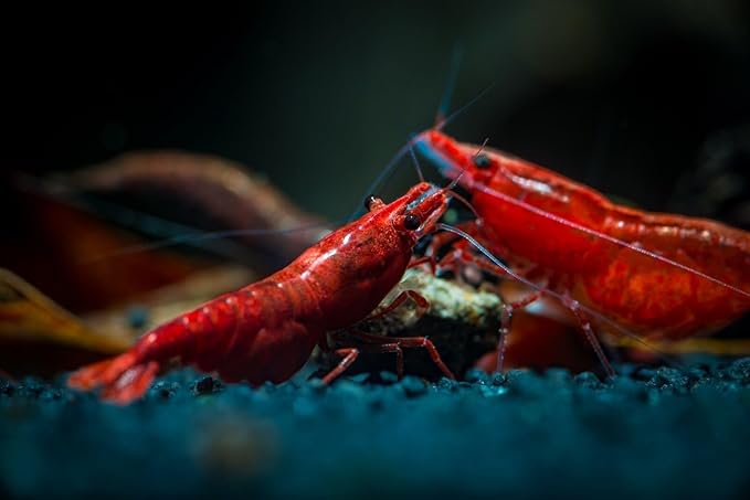 Super Freshwater Shrimp Food,Calcium,Spirulina,Crayfish & Snail Mix,Cherry Shrimp,Bottom Feeders - A109 (Veggie & Krill, 2oz)