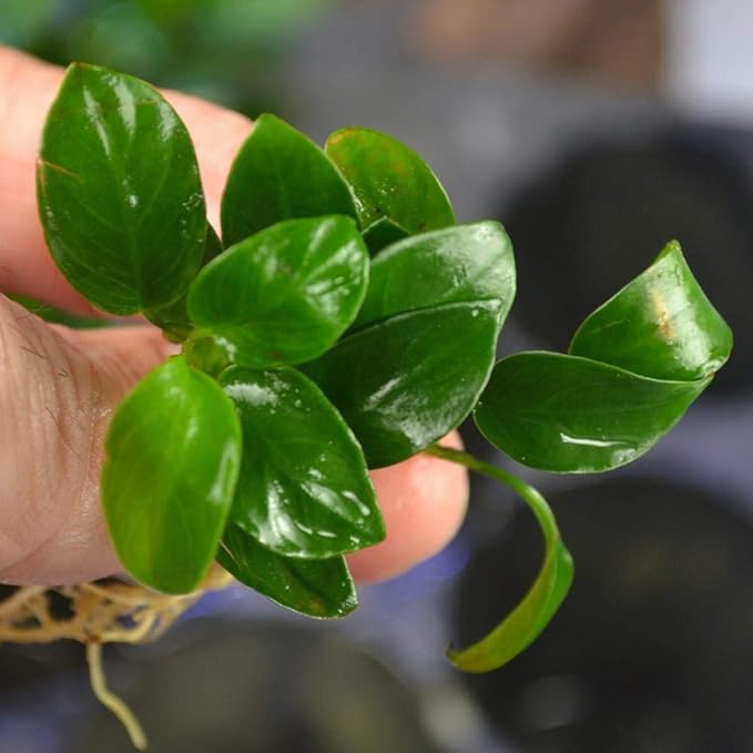 Marcus Fish Tanks - Anubias Nana Petite Anubias Plant Live Aquarium Plants Aquatic Plant Buy 2 Get 1