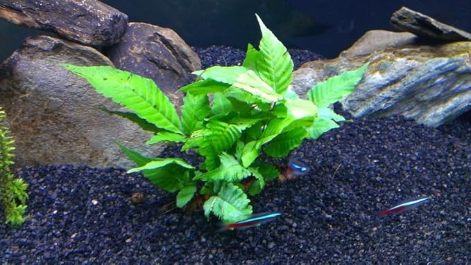 3 Aquatic Plants Bundle | Live Plants for Freshwater Aquariums (3 X Bolbitis Asiatica Plants)