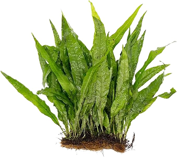 Live Aquarium Plants - Java Fern Mat, Large Microsorum Pteropus, Tall Fresh Water Aquarium Plants for Aquariums, Java Fern Live Plants, Aquarium Plants Live