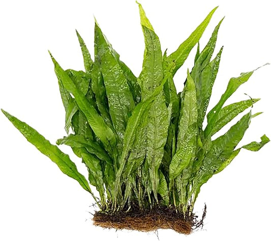 Live Aquarium Plants - Java Fern Mat, Large Microsorum Pteropus, Tall Fresh Water Aquarium Plants for Aquariums, Java Fern Live Plants, Aquarium Plants Live