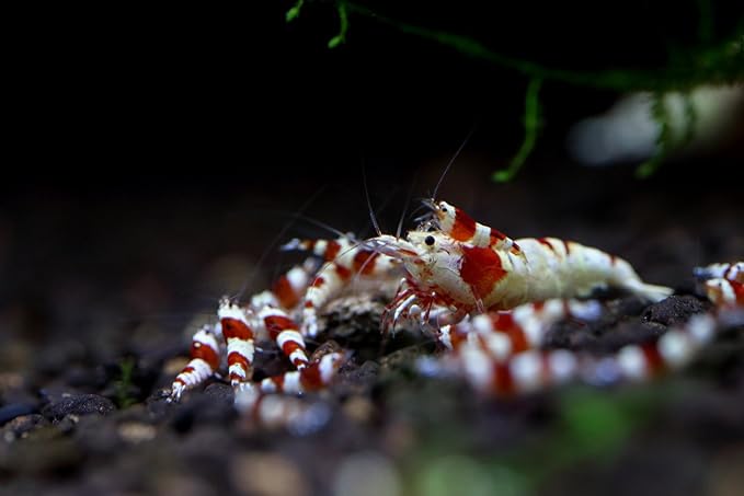 Shirakura EBI DAMA 80g Food for Shrimp and Crayfish