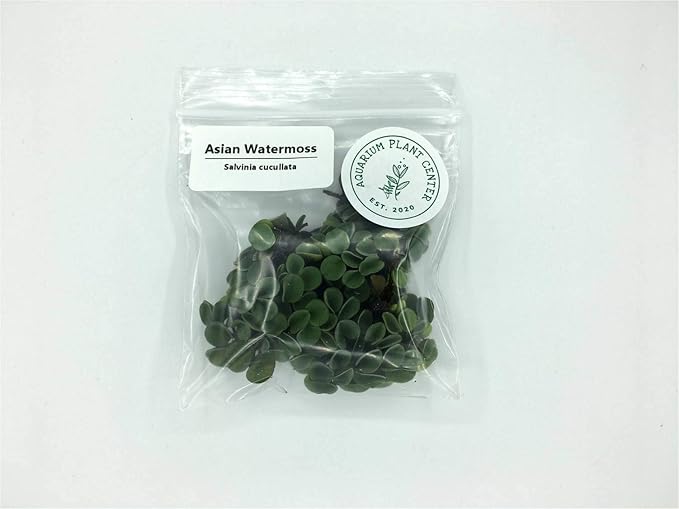 Asian Watermoss, Salvinia cucullata, Live Aquarium/Aquatic/Freshwater/Floating/Pond Plant, Planted Tank, Aquascaping by Aquarium Plant Center (6 Plants)