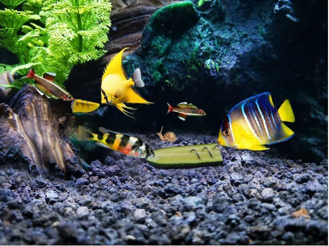 Vegetable Feeder for Aquarium, Suitable for Bottom Feeding Fish/Malawi Cichlids/Przewalski's Catfish/Clown loaches/Snails, etc., submerged Design, 3 Packs