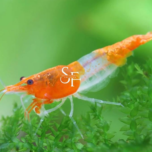 High Grade Neocaridina Live Freshwater Aquarium Shrimps. Mature Breeding Age. Choose Your Favorite Color of Shrimps 20 (Orange Rili ShShrim)