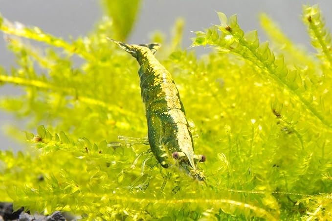 SubstrateSource Neocaridina davidi Green Jade Shrimp for Freshwater Aquariums (5 Shrimp)
