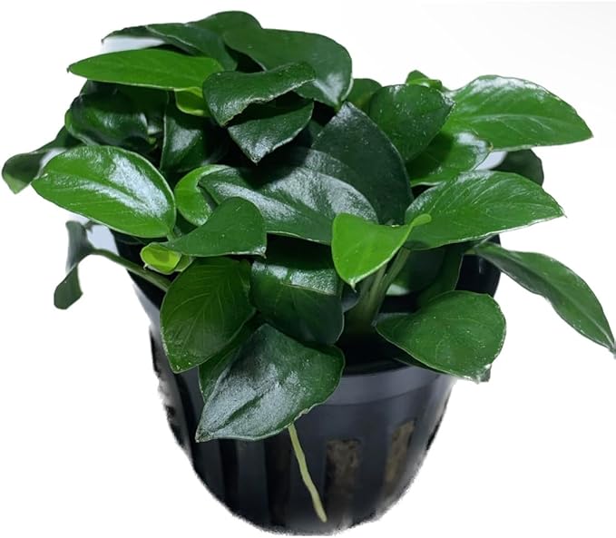 Marcus Fish Tanks Anubias Nana Petite Live Aquarium Plants Potted Freshwater Auatic Plant