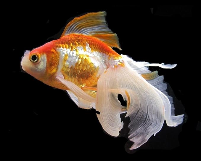 Flowerhorn Fish Ultra Red Color Enhancing 1.5mm-2mm Floating Pellets. Color Enhancing in 10-Days for Baby, Juvenile and Adult Flowerhorn…1-lb Bag