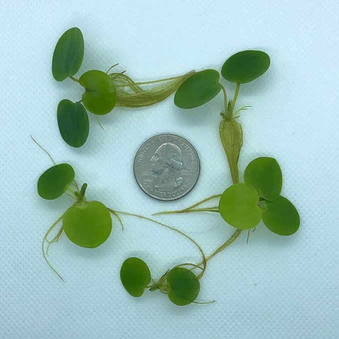 20+ Leaves Amazon Frogbit (+Free Bonus Plant +Invisible Feeding Ring) Live Floating Plant for Aquarium (Limnobium Laevigatum) by Aquarigram