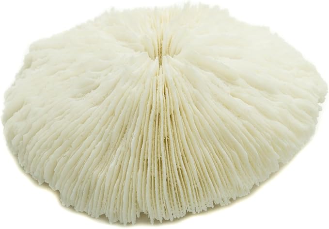 Mushroom Sea Coral | White Real Mushroom Coral 3”-4” (1 Piece) | Aquarium Ornament for Decoration | Plus Free Nautical eBook by Joseph Rains