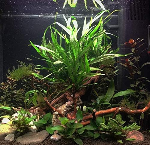 Java Fern Microsorum Pteropus Bundle Low Light Freshwater Easy Tropical Live Aquarium Plant Decorations 3 Days Guarantee by Mainam