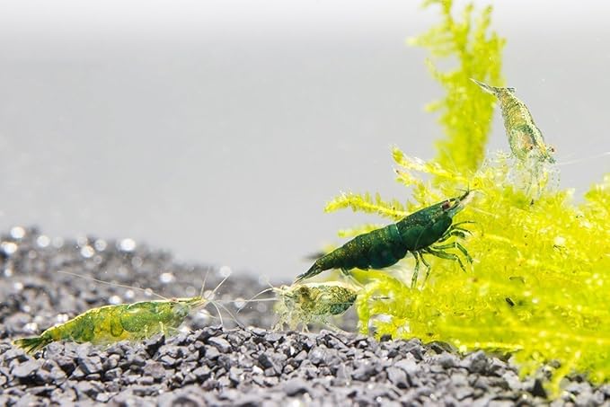 SubstrateSource Neocaridina davidi Green Jade Shrimp for Freshwater Aquariums (5 Shrimp)