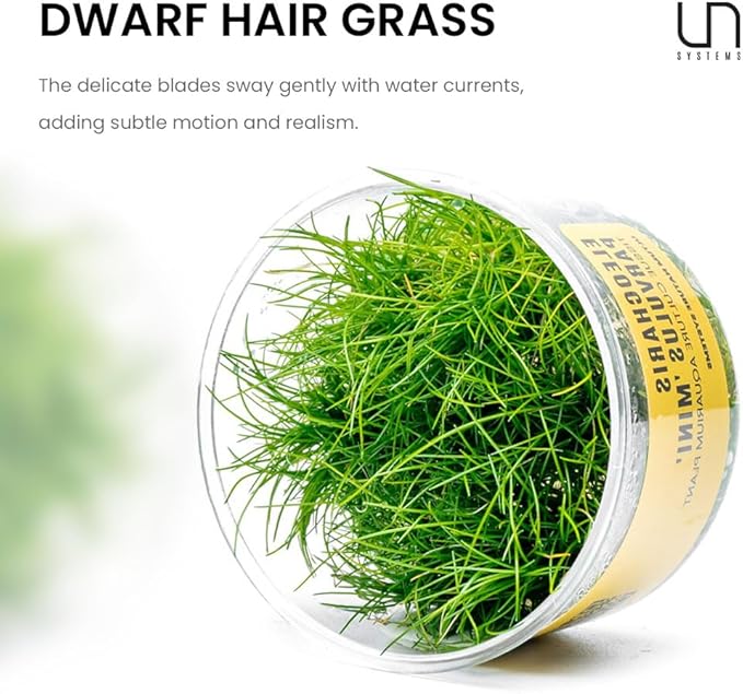 Ultum Nature Systems Live Plants - Dwarf Hair Grass (Eleocharis acicularis) - Medium Light Bright Green Carpeting Plant for Foreground Freshwater Aquascapes - Tissue Culture Cup
