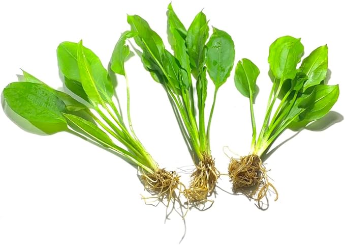 Marcus Fish Tanks - 3X Amazon Sword Echinodorus Bleheri Easy Live Aquarium Plants for Aquatic Freshwater Fish Tank