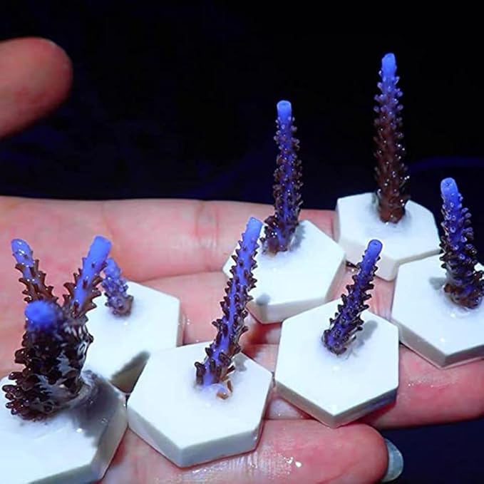 balacoo 30pcs Coral Breeding Bases Lightweight Stable Ceramic Reef Accessories for Coral Propagation for Hard and Aquariums Supports Growth Reproduction