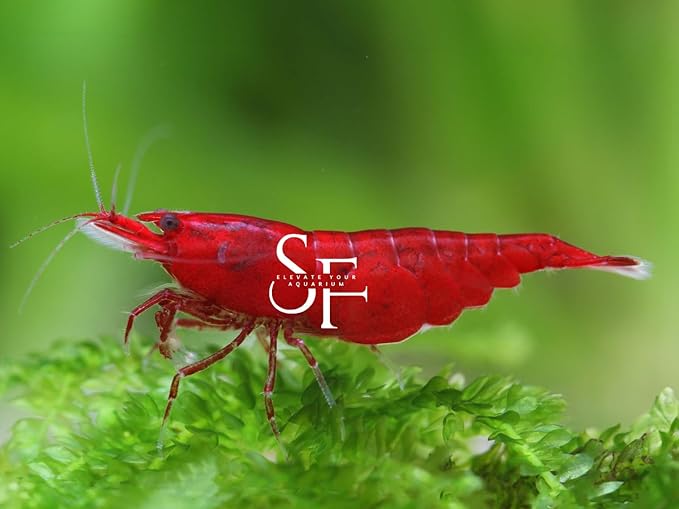 SF Aquatic™ 20 Premium Bloody Mary Neocaridna Live Freshwater Aquarium Shrimps for Aquarium. Adults Beeding Age. Live Arrival Guarantee.