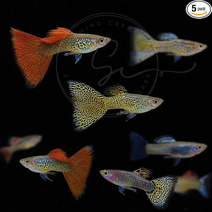 Swimming Creatures™ Tropical Live Guppy Freshwater Aquarium Fish (5 Assorted Cobra Guppy)