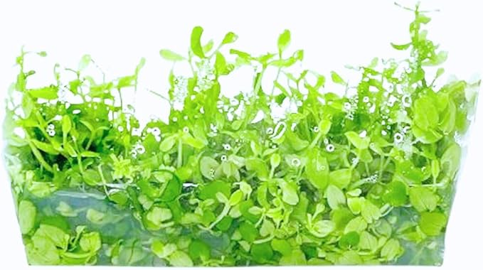 Monte Carlo Micranthemum Tissue Culture Vitro Grown Freshwater Aquarium Live Plant for Fish Tank Carpet Decoration