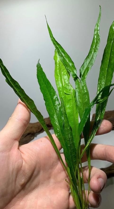 Java Fern and Anubias Aquarium Plant Bundle - Live Freshwater Plants for Aquascaping, Low Maintenance, Easy Beginner Friendly Decor for Fish Tank
