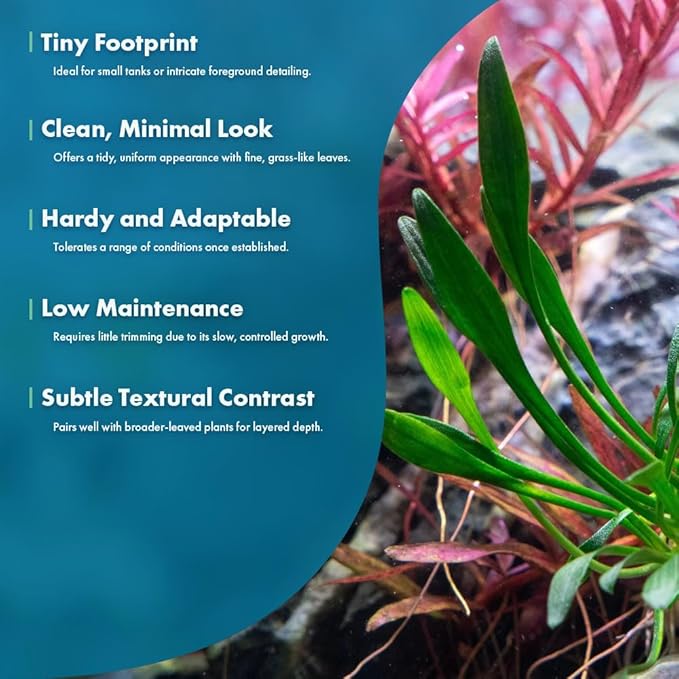 SubstrateSource Cryptocoryne Live Aquarium Plants - Freshwater Plant for Aquariums, Planted Fish Tanks - Beginner Friendly (Parva, 5 Pots (20-25 Plants))